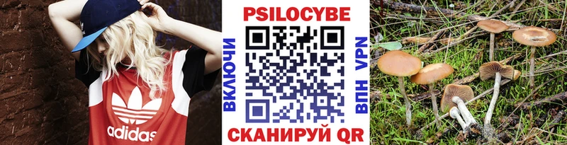 Купить закладки  Зубцов  Псилоцибиновые грибы Cubensis 